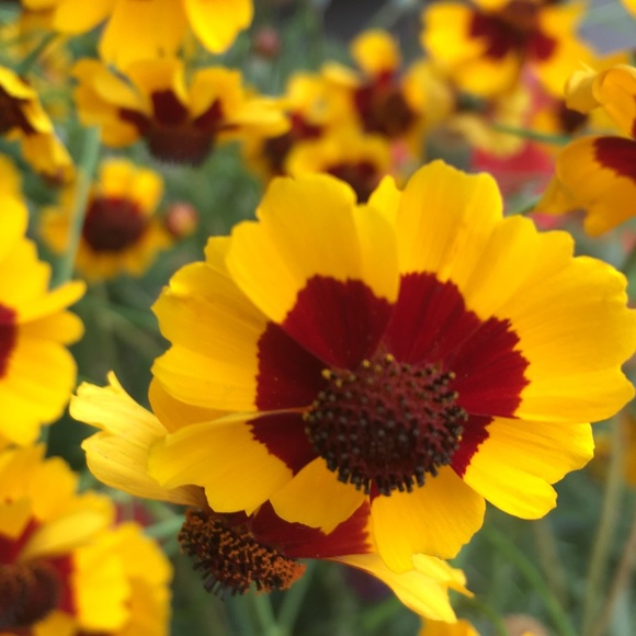 Meet your Posher, Anya - Picture 1 of 13